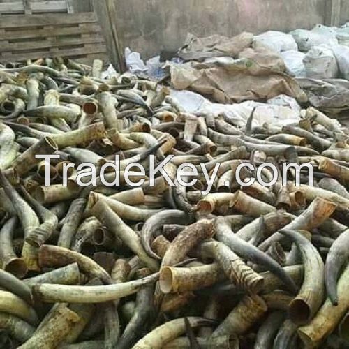 Cheap Raw Buffalo, ox cow Raw horn for sale