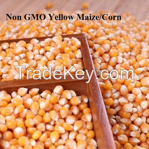 Yellow Corn/ White Corn for Human Consumption Non Gmo