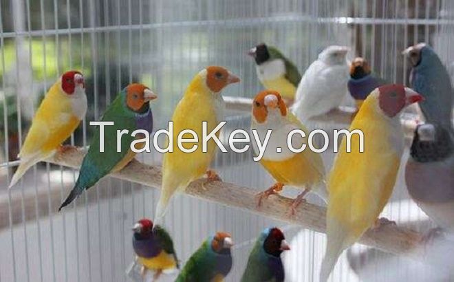 Lady Gouldian Finches Birds