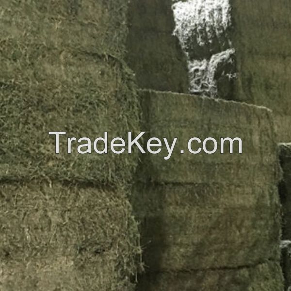 Order Alfalfa Hay in Bulk for Livestock Feed High Quality Alfalfa Hay Available for Bulk Purchase at Low Prices