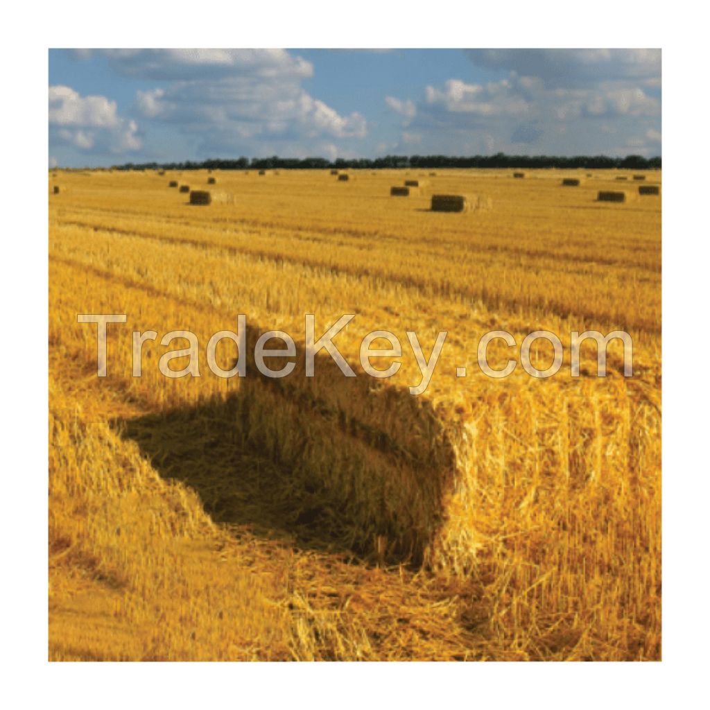 Export Quality (Wheat Straw) hay Bales Best Wheat hay Bales Alfalfa Animal Feed