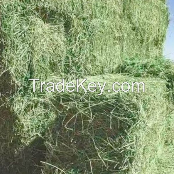 Order Alfalfa Hay in Bulk for Livestock Feed High Quality Alfalfa Hay Available for Bulk Purchase at Low Prices