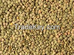 Green Lentils Grade A Top Quality Green Lentils In Bulk Lentils Manufacturers  