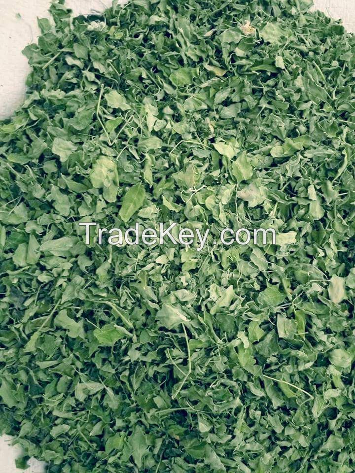 moringa leaf