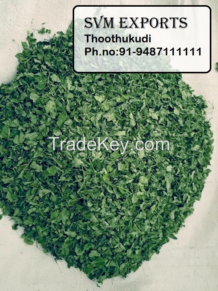 moringa leaf