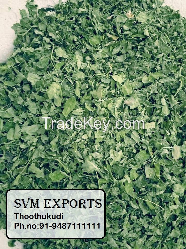 moringa leaf