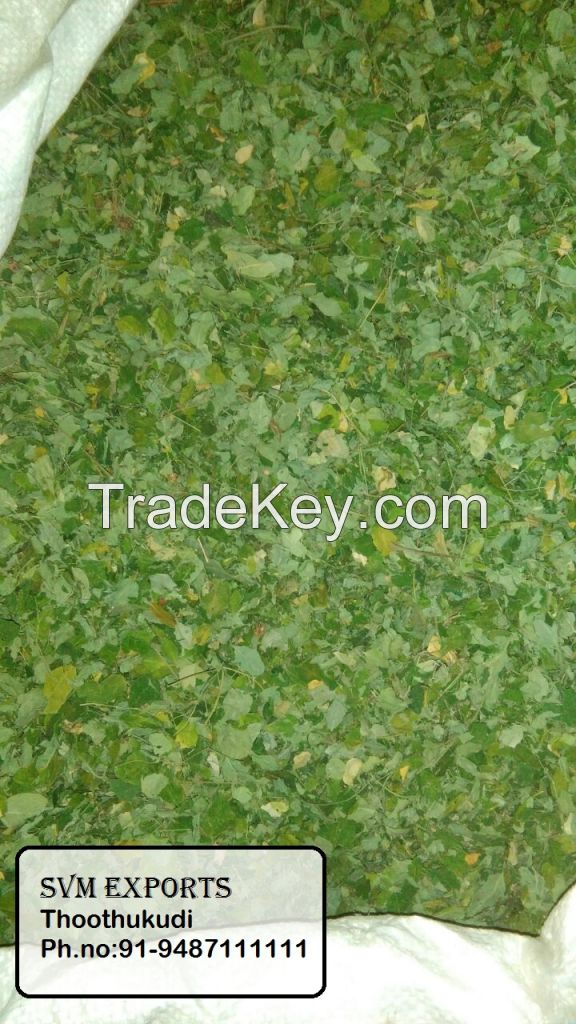 moringa tea cut leaf