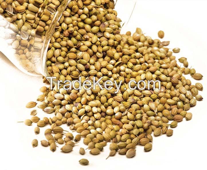 Coriander Seeds