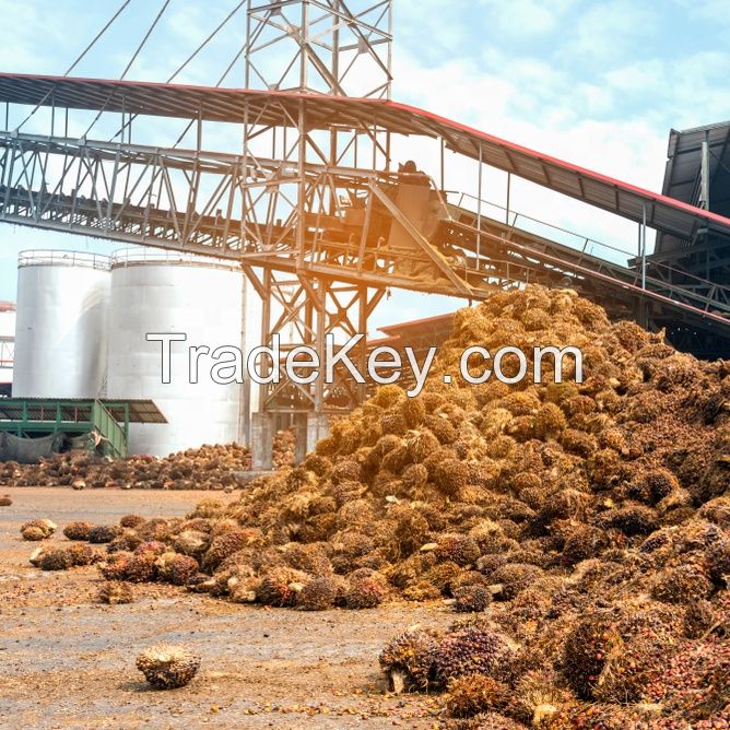 RBD Palm Olein Oil CP-10
