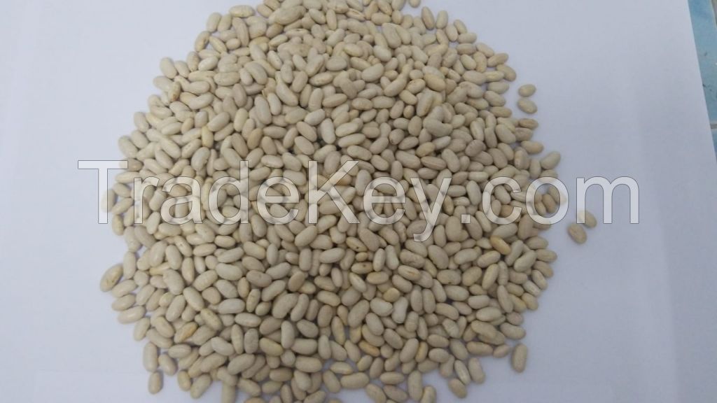 White Kidney Beans