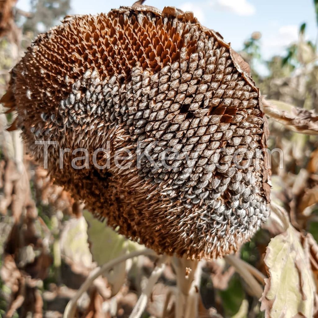 Sunflower seeds