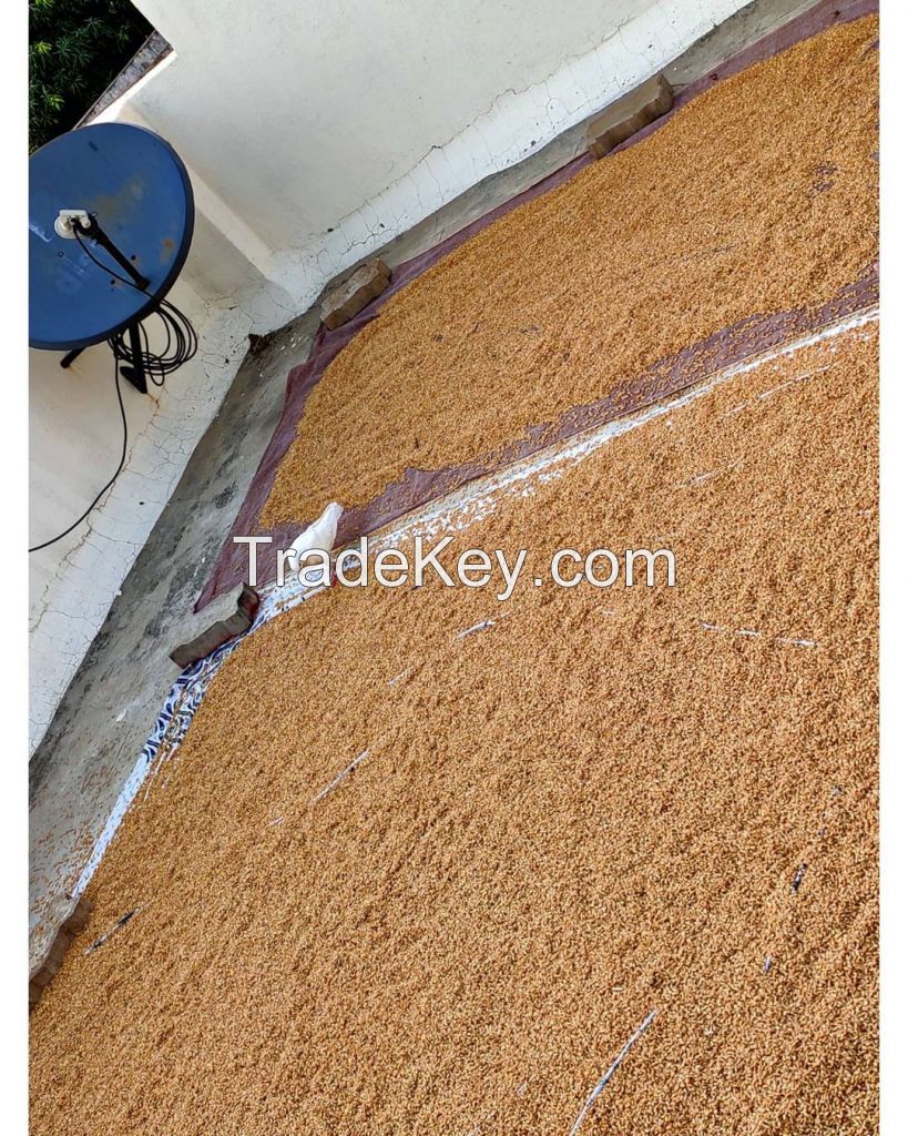 Top Quality organic Wheat Grain