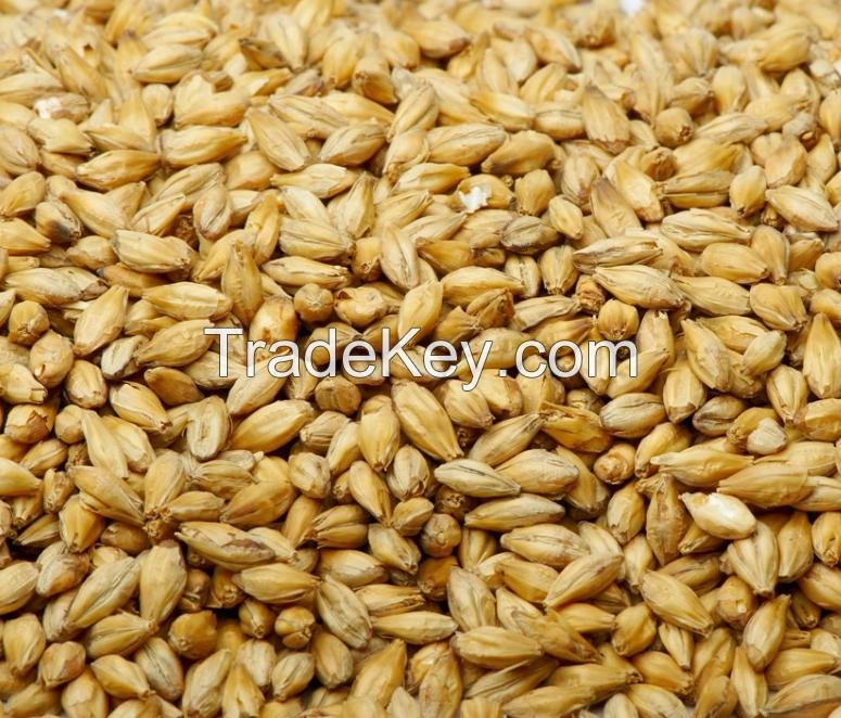 Barley