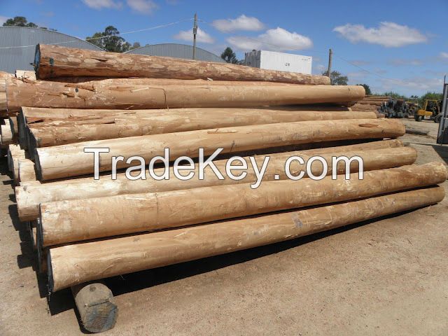 Eucalyptus Wood Logs