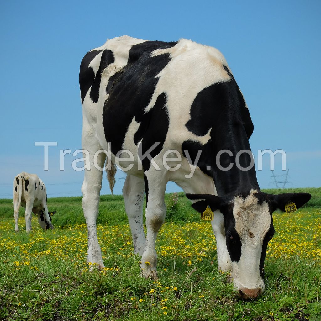 Holstein Friesian and Jersey Cows