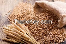 Soft wheat