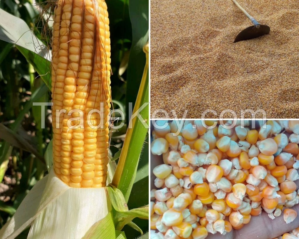 maize seed