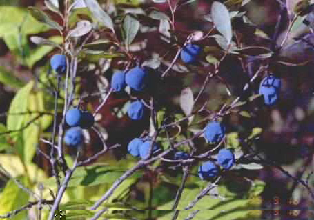 Bilberry Extract