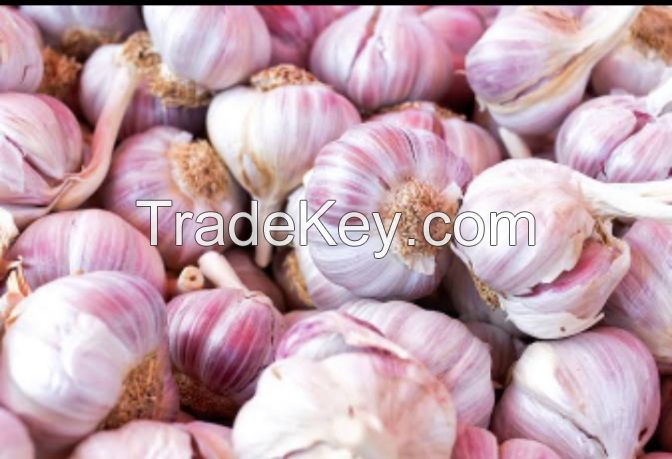 Garlic