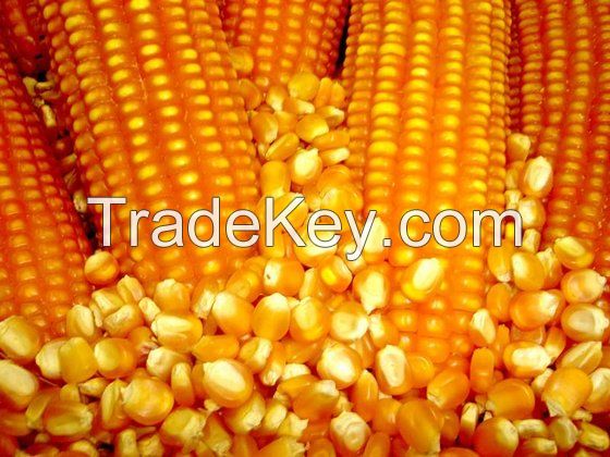 Non GMO Yellow Maize