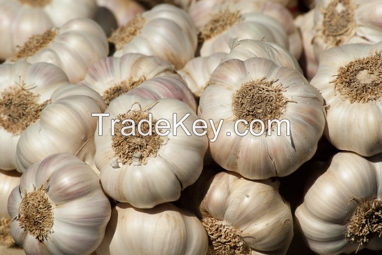 Fresh Garlic