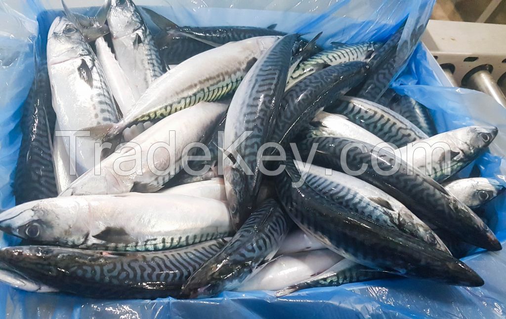Seafood Fresh Frozen Red Tilapia Fish Red Snapper Tilapia Fish