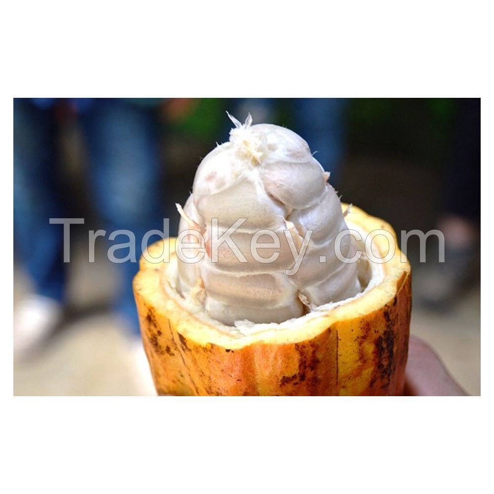 Cacao