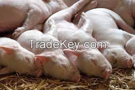 American Landrace Pig for sale