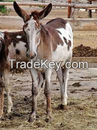 Andalusian Donkey , livestock for sale online 