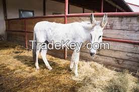 Andalusian Donkey , livestock for sale online 