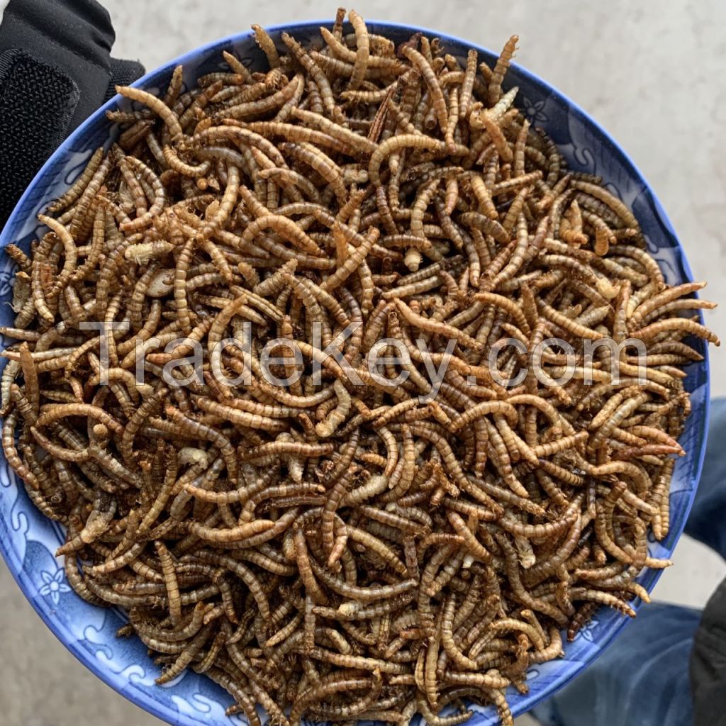 Meal Worm