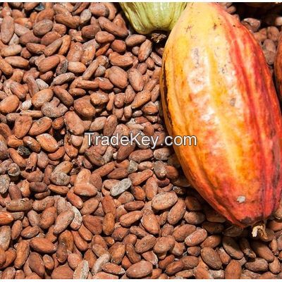 Cocoa Beans