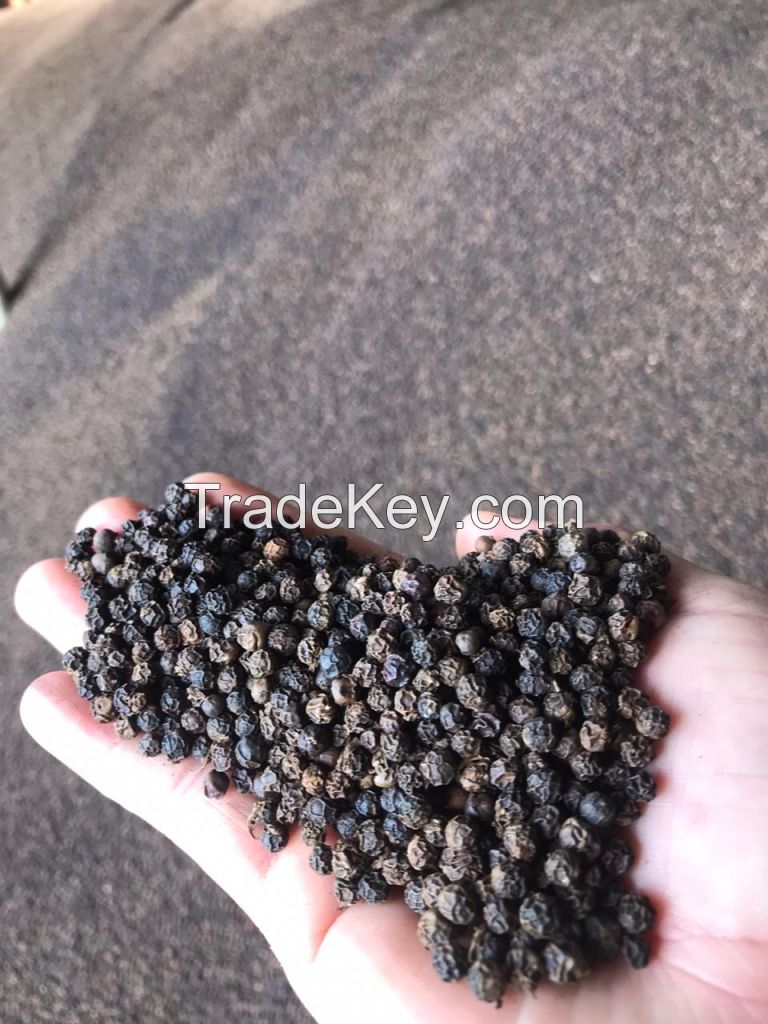 Black pepper Vietnam High quality Cheap price Newest crop Best sale