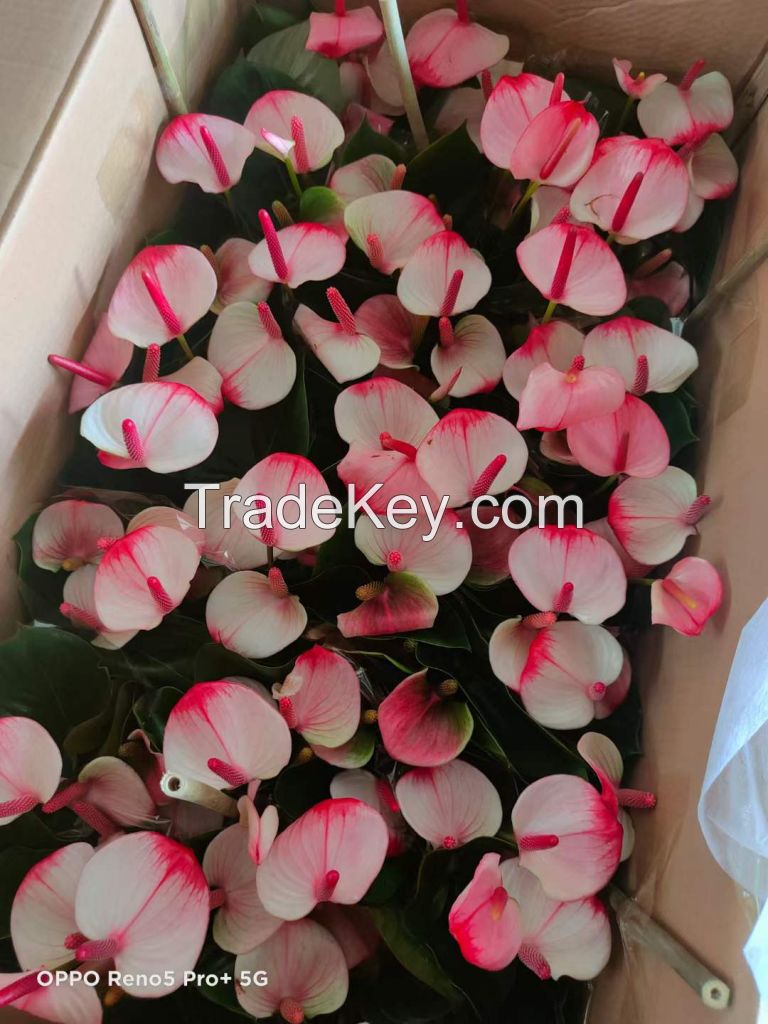 Anthurium Red Lips