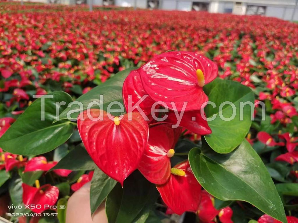 Anthurium Red