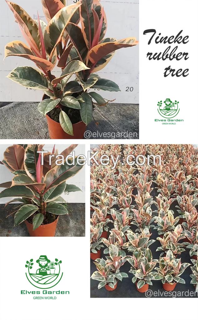 Rubber Tree Tineke