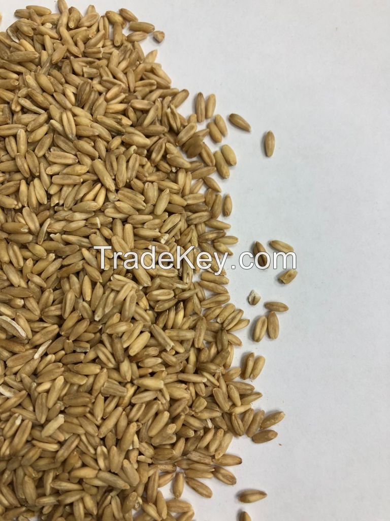 Oats food and feed