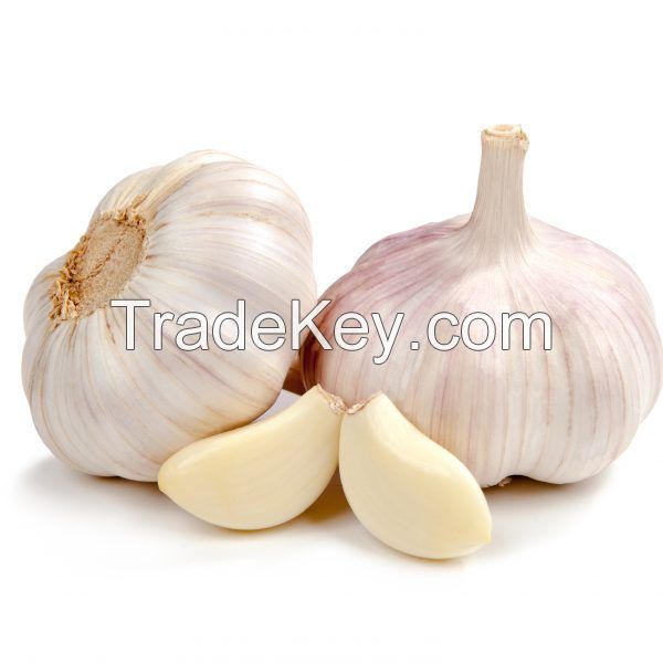 Fresh Garlic