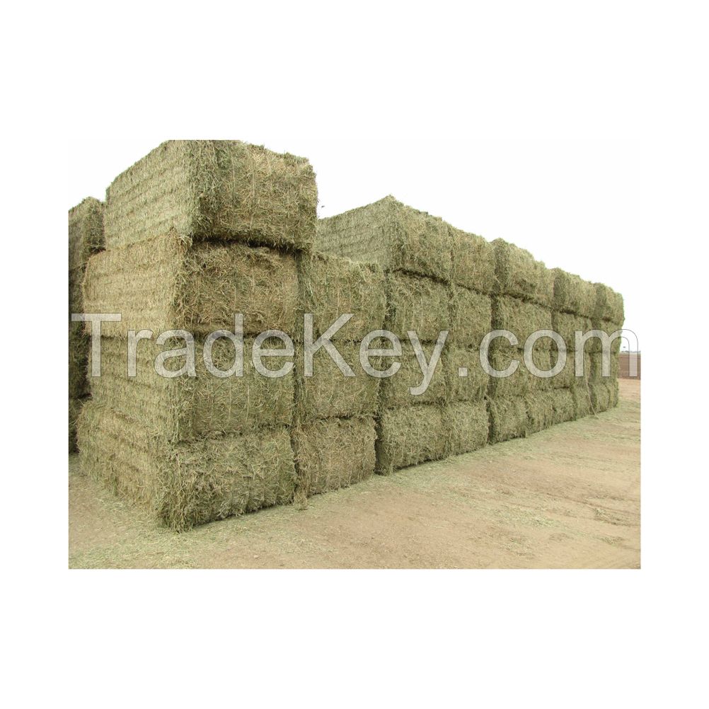 Alfalfa Hay for Animal Feeding /alfalfa hay pellets /Timothy Hay in Bales