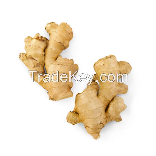 Farm-fresh ginger for wholesale buyers at competitive rates