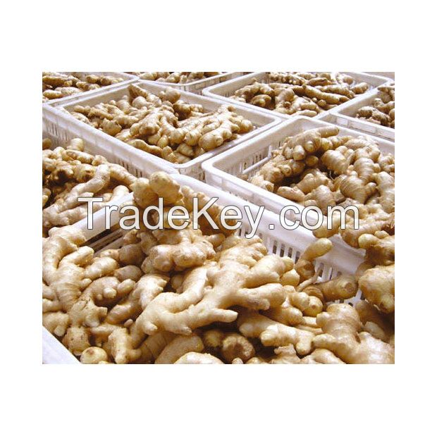 Organic fresh ginger for cooking and medicinal use in bulk supply