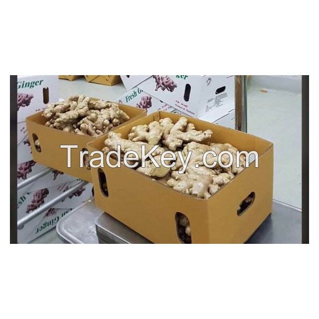 Organic fresh ginger for cooking and medicinal use in bulk supply