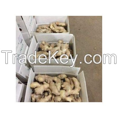 Organic fresh ginger for cooking and medicinal use in bulk supply