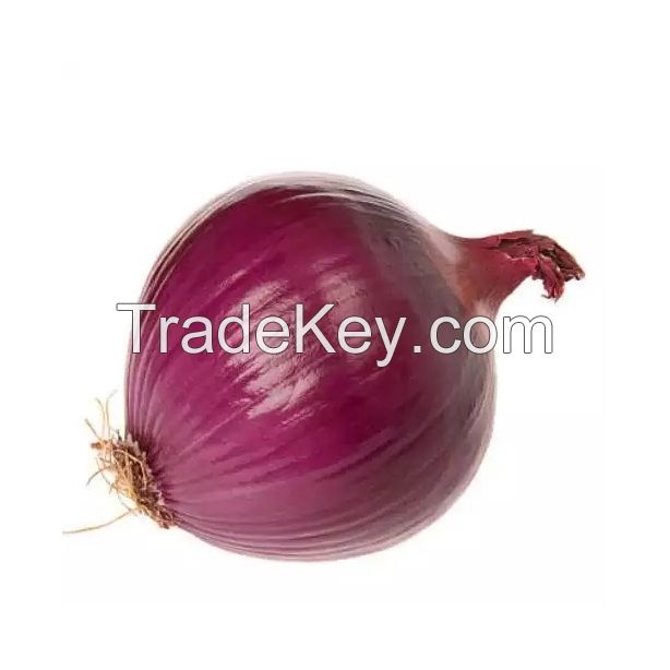 Wholesale red onions available for export and large-scale supply