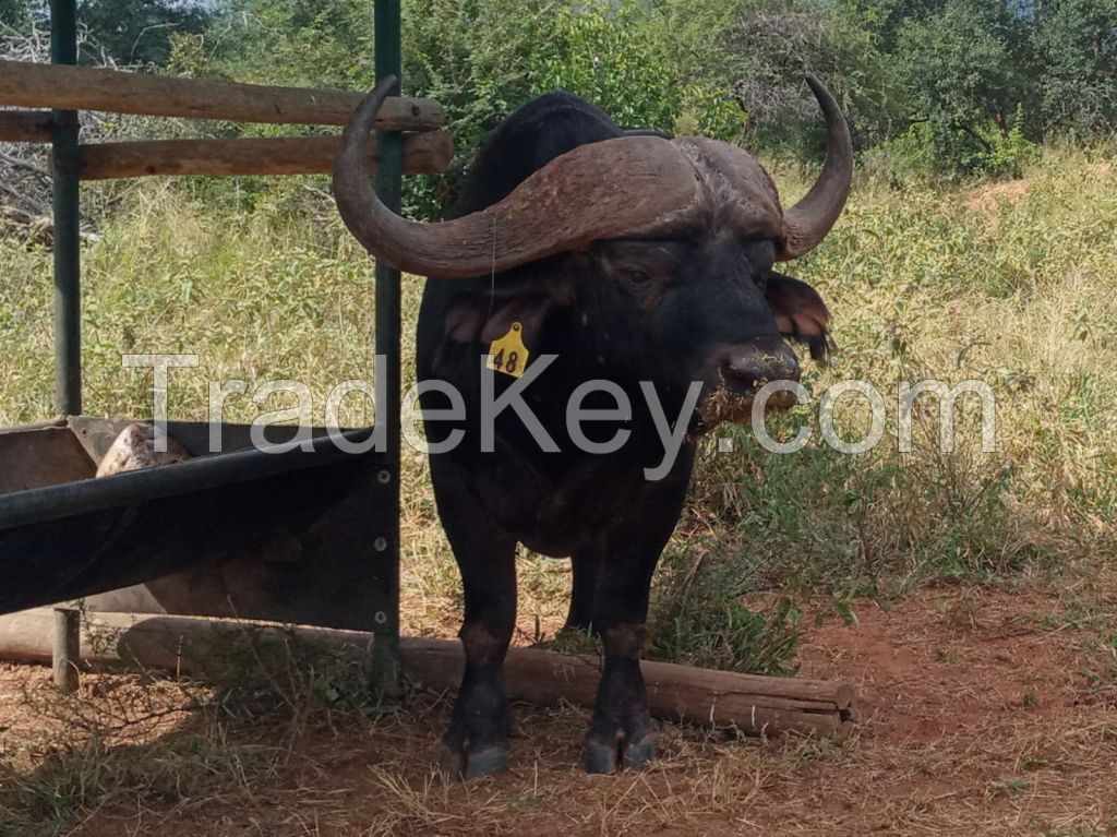 Buffalo Cows cattle goats piglets chicken eggs Buffalo Bull