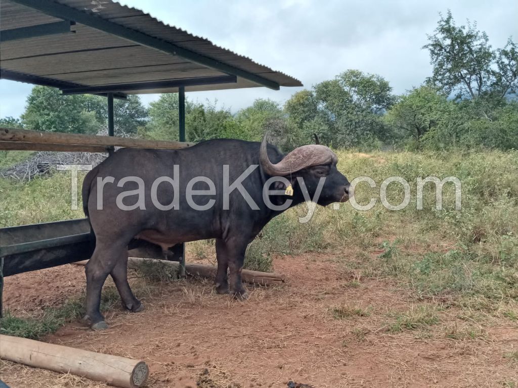 Buffalo Cows cattle goats piglets chicken eggs Buffalo Bull