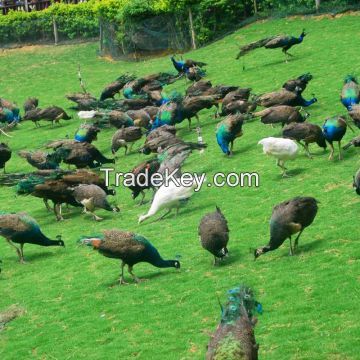 Black Neck Ostrich &amp;amp; Fertile Eggs Chickens Eggs Healthy Peacocks And Peahens