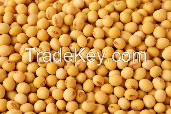 Best Quality Natural and Non- GMO Yellow Soybean/Seeds