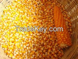 Factory price maize