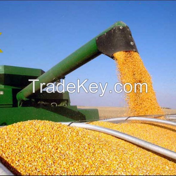 Wholesale GMO Yellow Corn Sweet Kernel Corn Color Organic ECO Maize Animal Feed Human Feed Grains